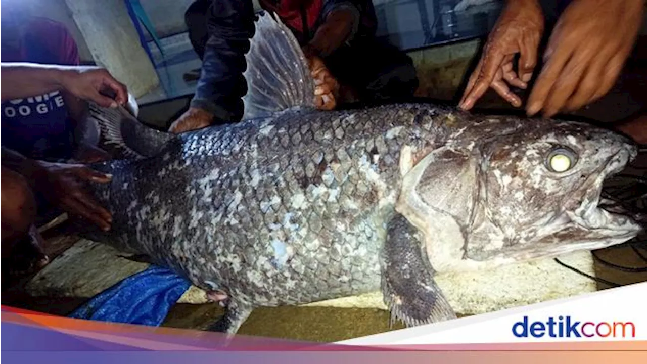 Heboh Nelayan di Gorontalo Utara Temukan Ikan Purba Coelacanth