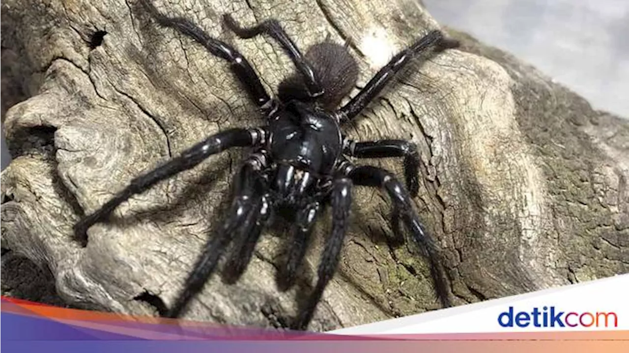 Perkenalkan Big Boy, Si Laba-laba Paling Beracun di Dunia