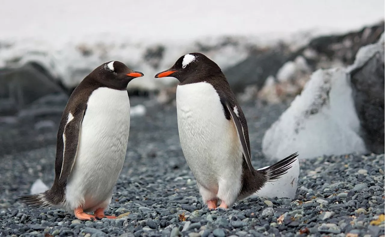 Llamado urgente a proteger los pingüinos