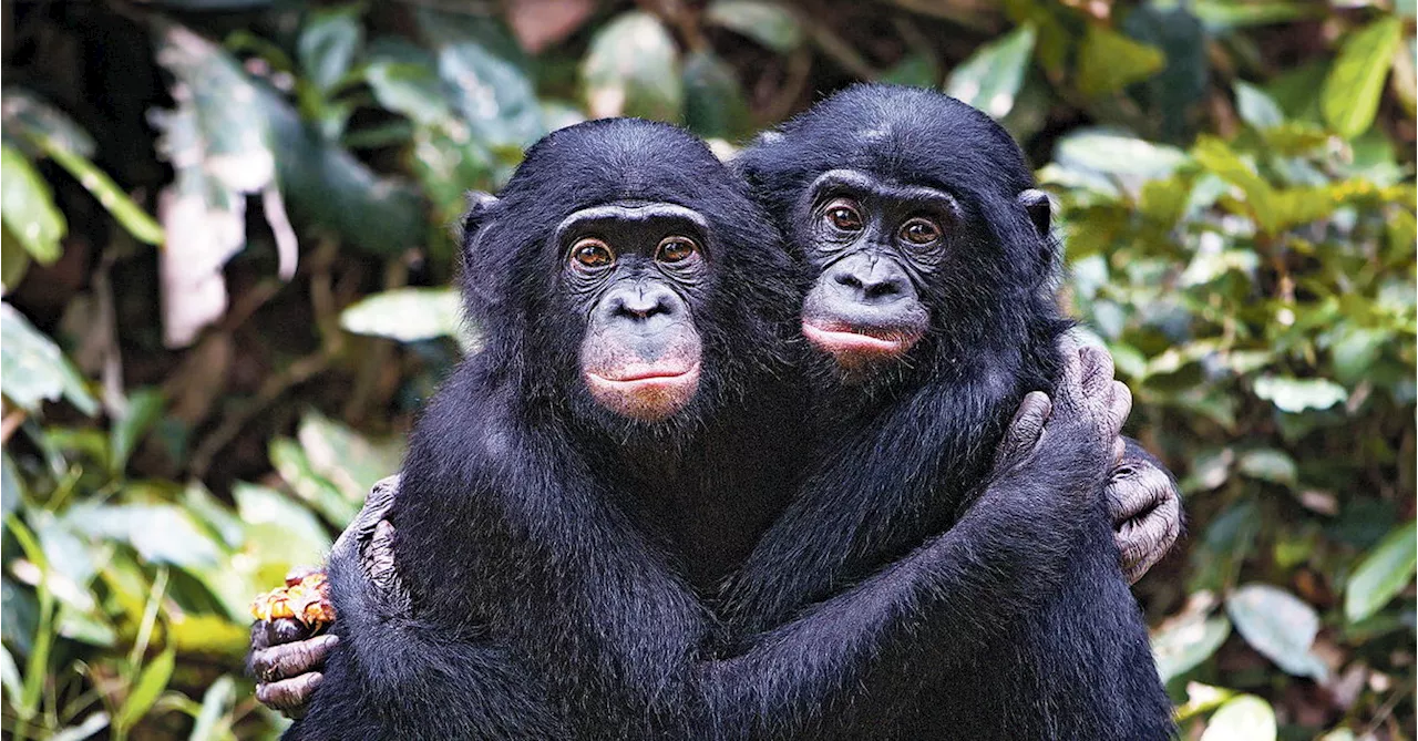 Die friedlichen Erotomanen des Tierreichs sind in Gefahr