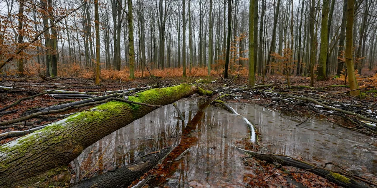 Artenvielfalt: Erste Deutsche Jugend-Naturschutzpreise vergeben