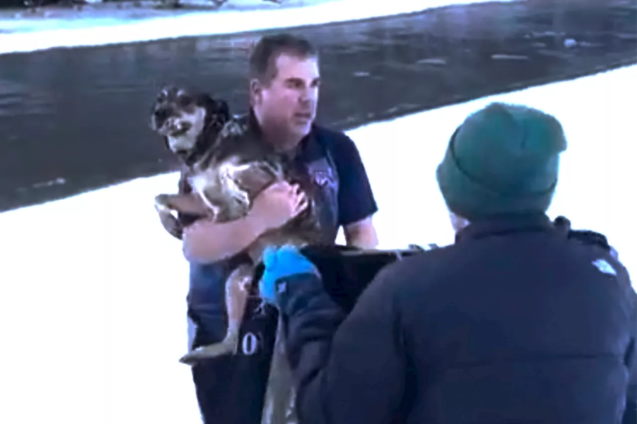 Man’s dramatic rescue of dog from freezing river in Vermont caught on video