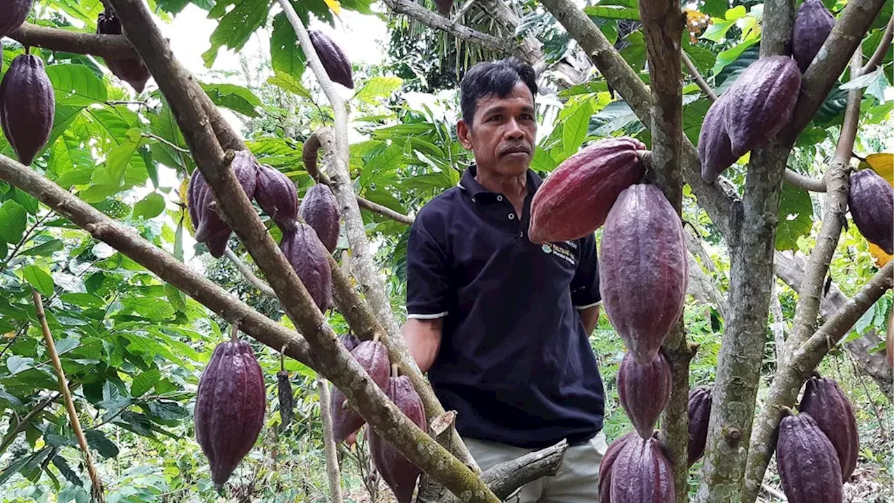 Ambisi Indonesia Jadi Produsen Terbesar Kakao di Dunia lewat Peremajaan Tanaman