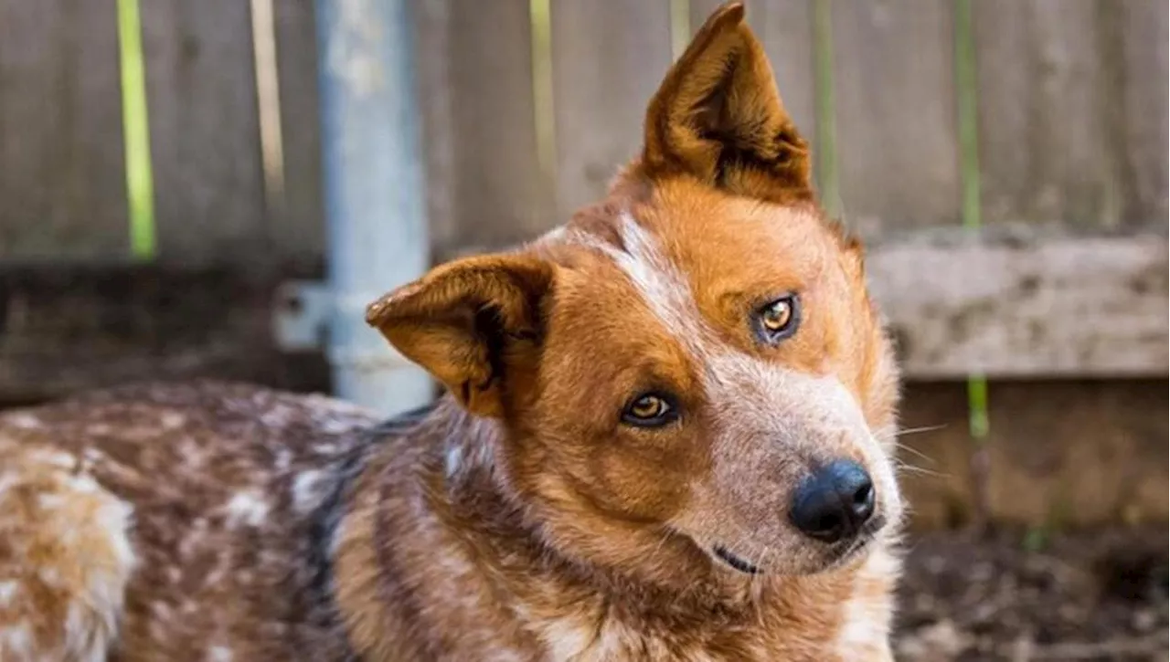 La trasformazione di Benny, così un cane spaventato impara a fidarsi delle persone