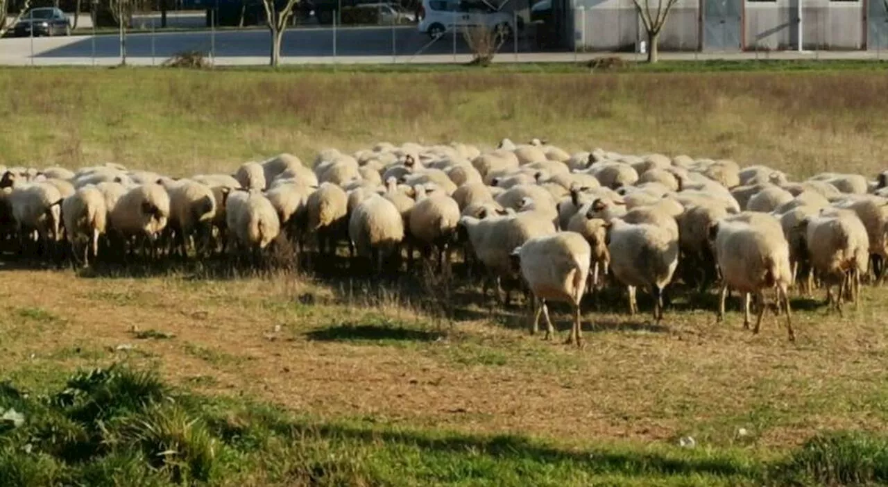 Mucca pazza, epidemia a Viterbo: abbattuti 300 capi. Sintomi e come avviene il contagio