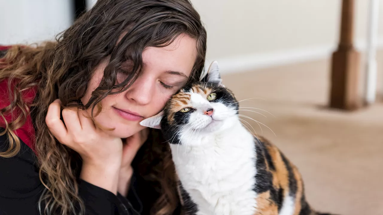 Robot developed in Japan mimics soothing cat bunting, reduces human stress