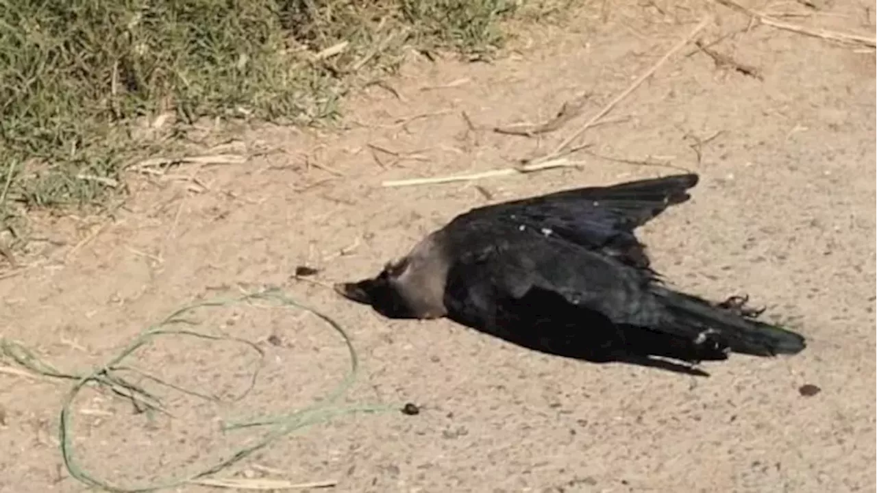 महाराष्ट्र के इस शहर में अचानक होने लगी कौओं की मौत, अधिकारियों ने जांच करवाई तो उड़े होश; अलर्ट किया जारी