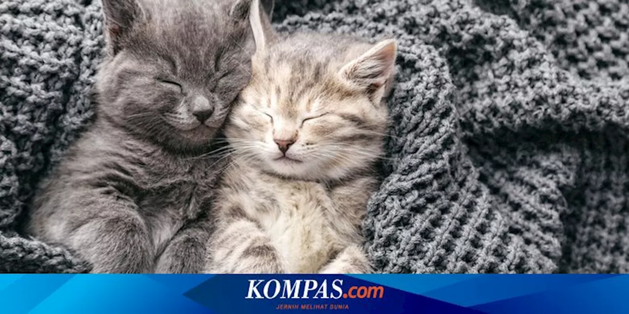 7 Posisi Tidur Kucing dan Artinya