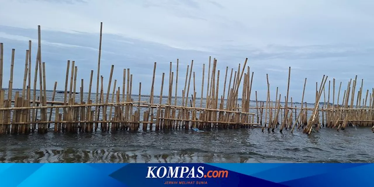 Pembongkaran Pagar Laut di Tangerang Alami Kesulitan, TNI AL: Lebih Mudah Menanam daripada Mencabut