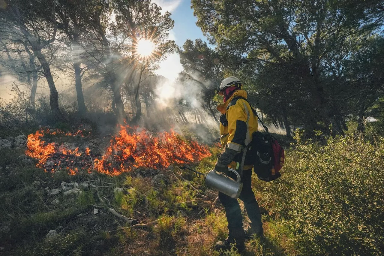 Dans l'Aude, les pompiers manient le feu l'hiver pour limiter les incendies en été