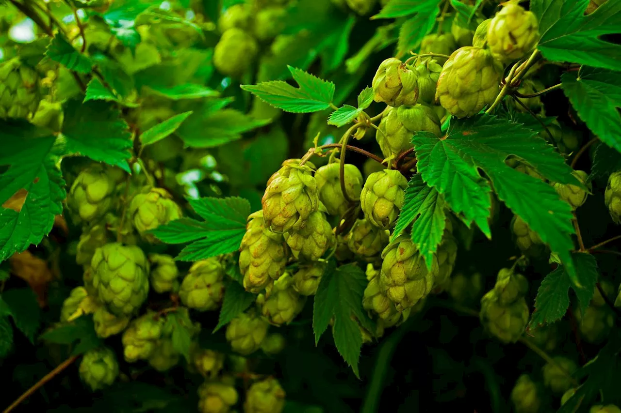 Jardin : le houblon, volubile et vivace