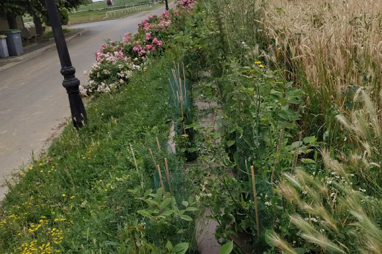 Réchauffement climatique : dans le Val-d’Oise, un village plante une haie contre les inondations