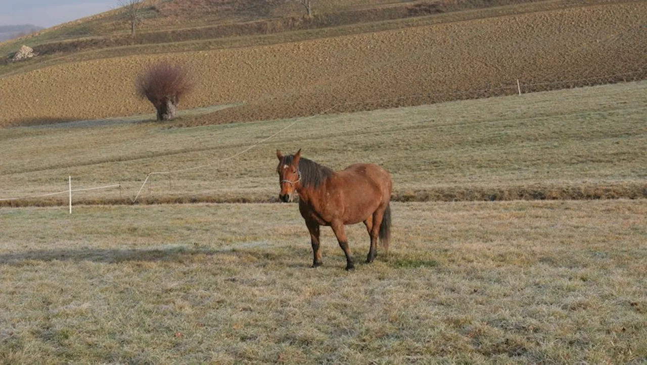 Un salon des métiers du cheval au lycée professionnel agricole de Mirande