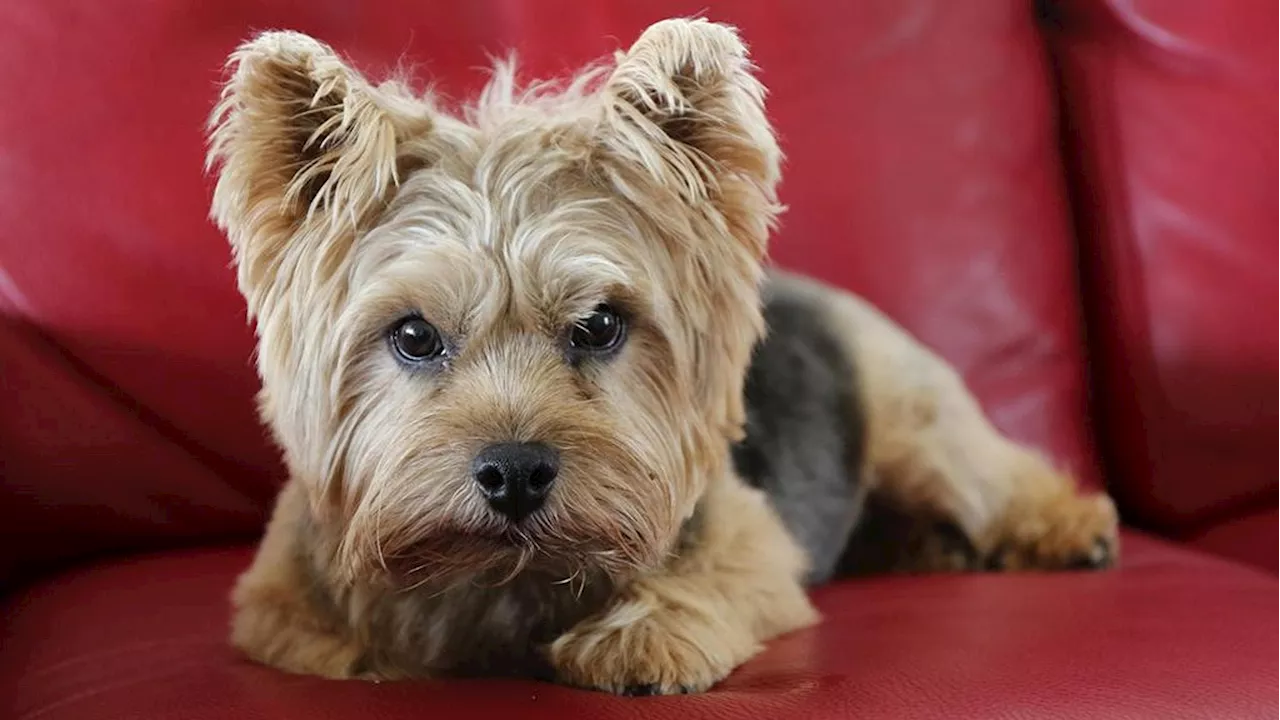 Rapinatore punta il coltello alla gola di una donna, il piccolo cane Simba lo morde e salva la proprietaria