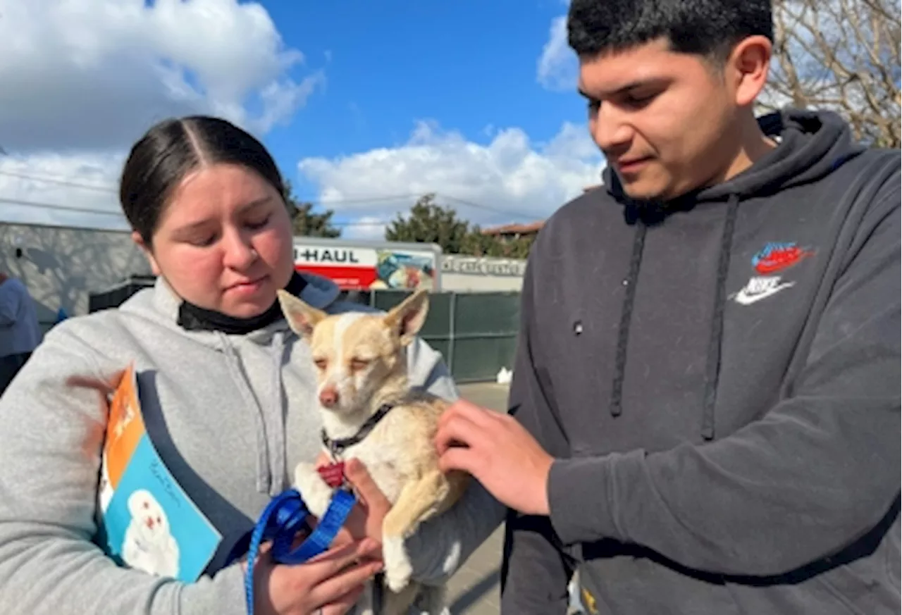 Happy families: Feared lost forever, pets and owners separated by LA fires, reunite