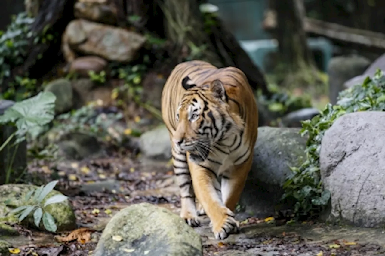 Perak Perhilitan confirms tiger presence in Kampung Kolam, Tanjung Rambutan after recent livestock attack