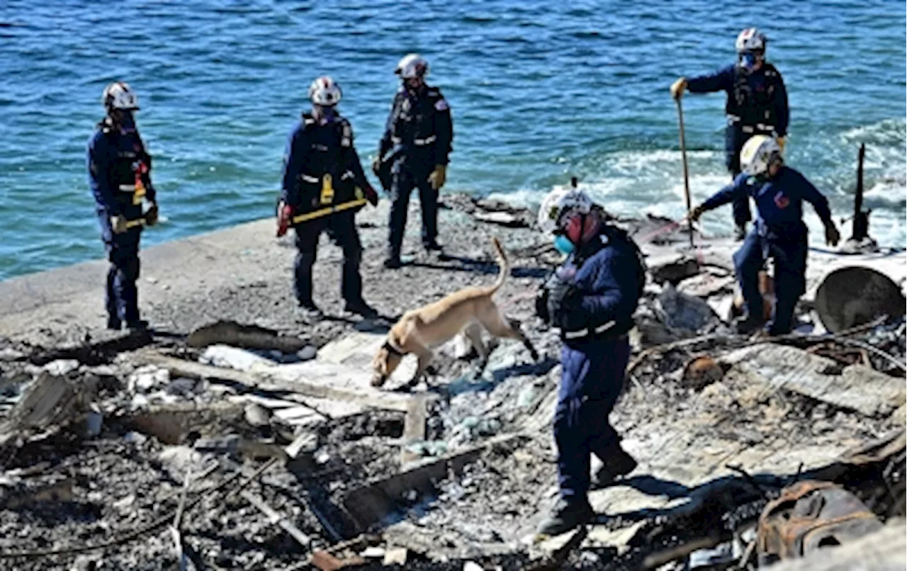 Tulla the rescue dog leads the search for Malibu’s missing after wildfires