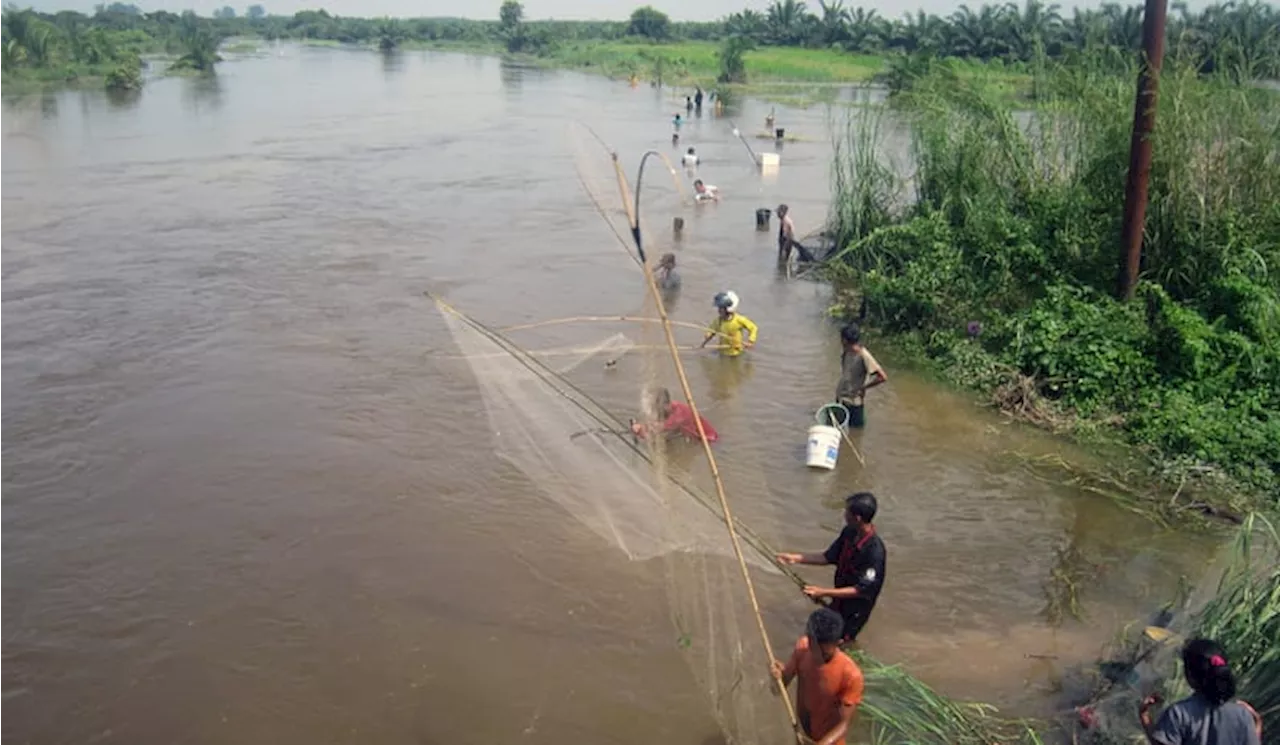 Banjir Luapan Sungai Kampar Landa Pelalawan Riau