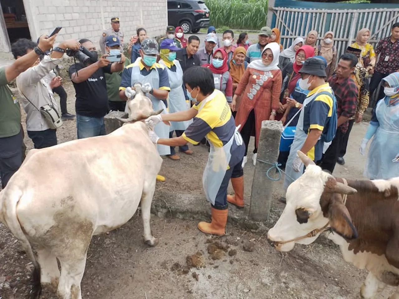 Cegah PMK, Klaten Dapat Bantuan Vaksin 3.000 Dosis