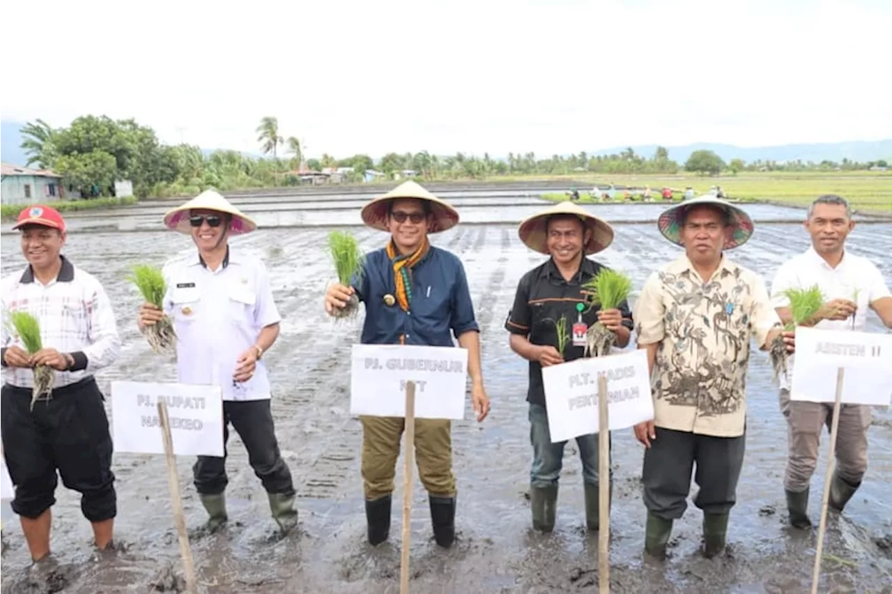 Cetak 6.000 Hektare Sawah Baru, Nagekeo Berpeluang jadi Lumbung Pangan Nasional