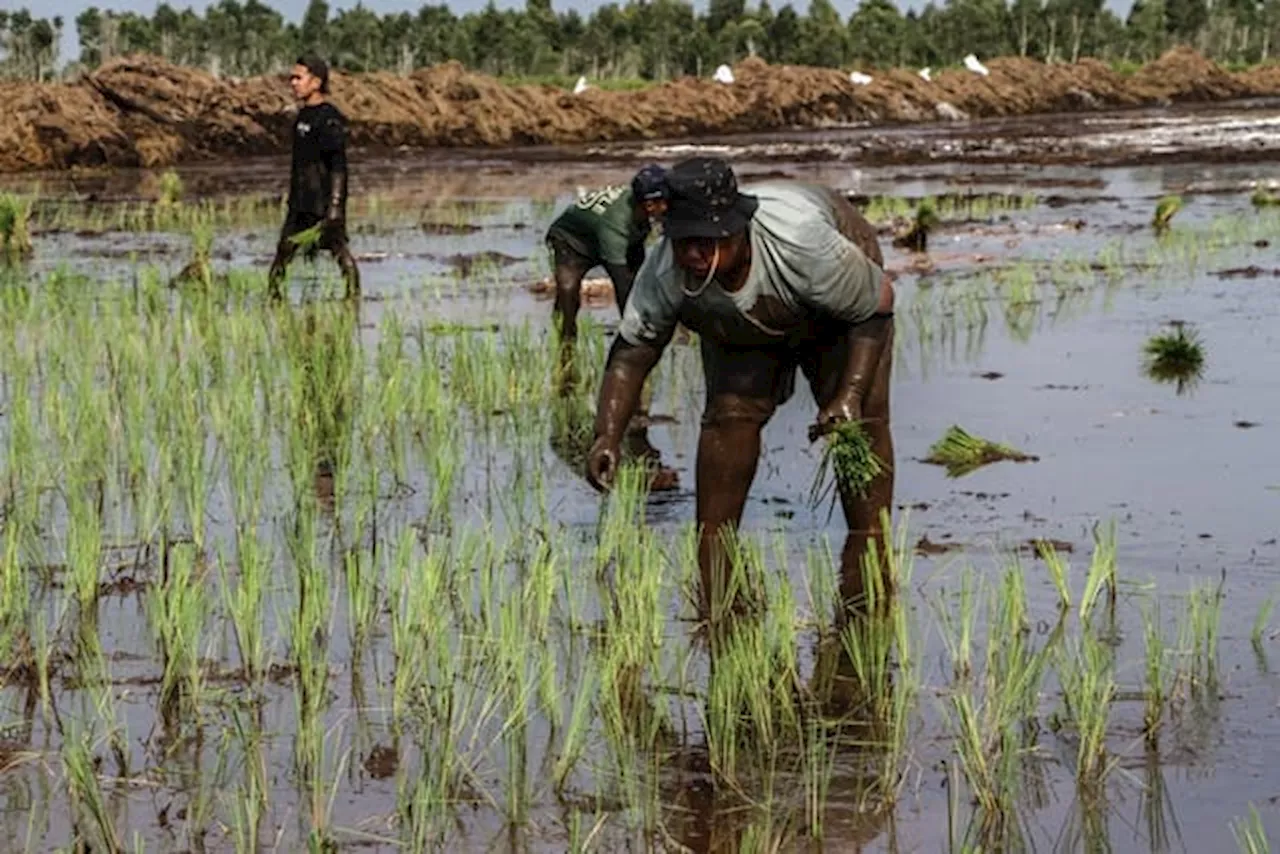 Kebijakan Bulog Serap Beras daripada Gabah Disebut Rugikan Petani