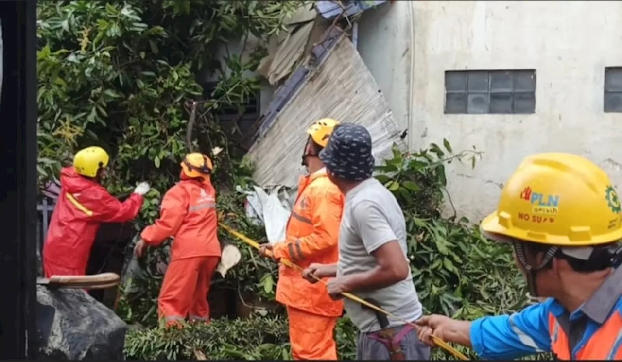 Pohon Berusia Ratusan Tahun di Purwakarta Tumbang akibat Hujan dan Angin Kencang