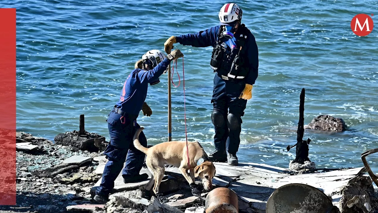 Mascotas regresan con sus dueños tras incendios en Los Ángeles