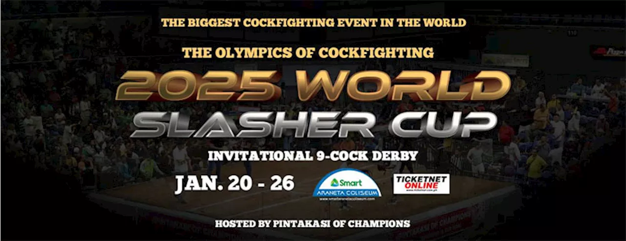 Top-notch cockfighting action at World Slasher Cup