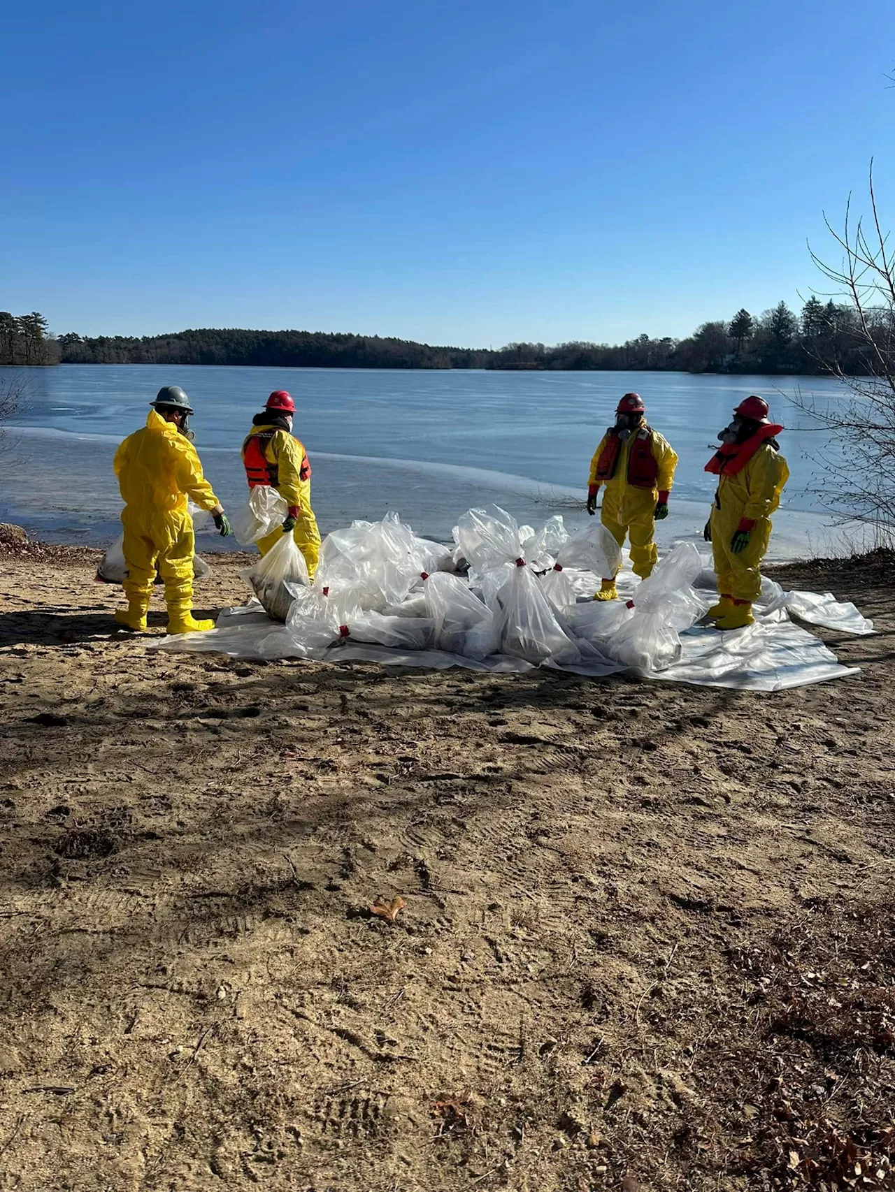 Dozens of dead birds found in Plymouth, avian flu outbreak suspected