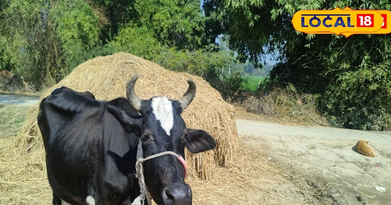 सर्दियों में आपने पशुओं खिलाएं ये चारा, नहीं पड़ेंगे बीमार, खूब देंगे दूध