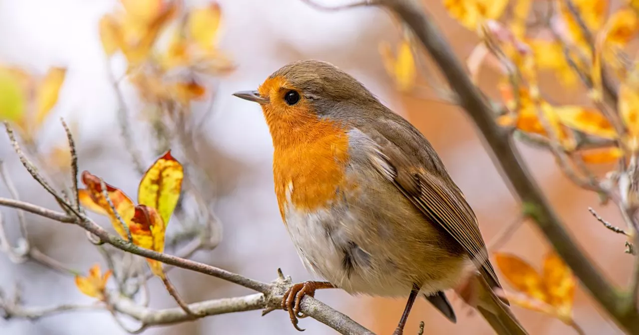 Warning to anyone feeding birds in garden to avoid two types of food