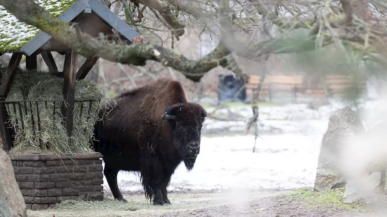 Berlin & Brandenburg: Zoo-Förderverein fordert wegen Tierseuche Soforthilfen