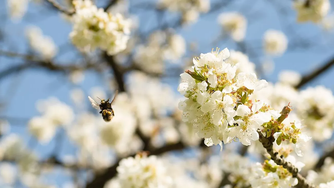 Thüringen: Jugend-Naturschutzpreis für Erfurter Schülerinnen