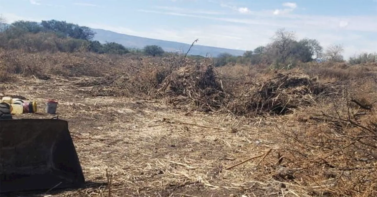 Denuncian tala ilegal de árboles en el municipio de Manuel Doblado