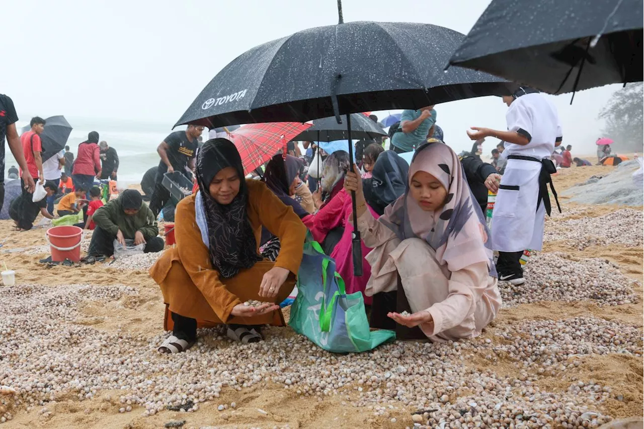 High levels of bacteria detected in cockles washed up on Dungun beach