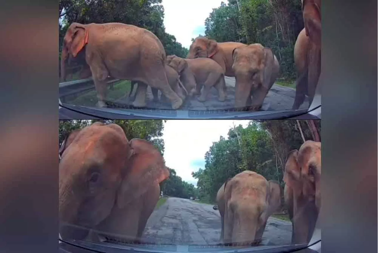 Jumbo roadblock: Family has harrowing encounter with wild elephants on East-West Highway