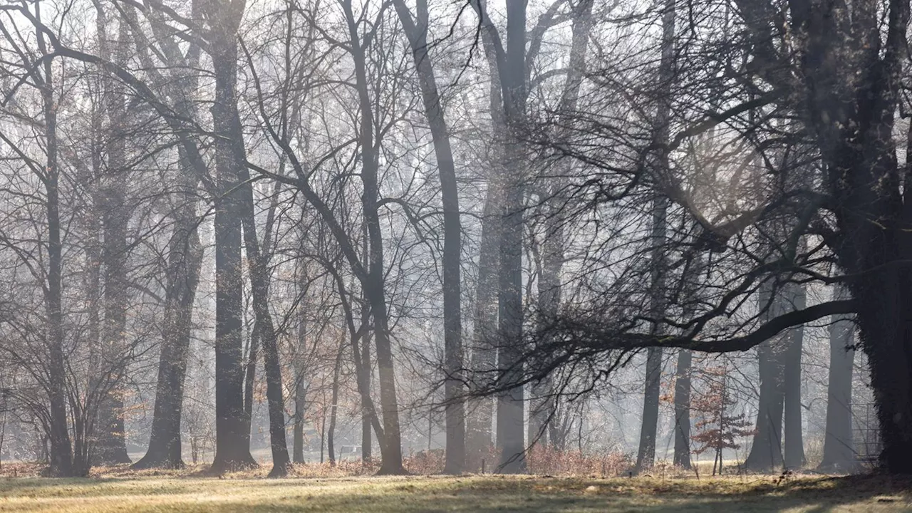 Nebel am Morgen: Sonniges Winterwetter in Berlin und Brandenburg