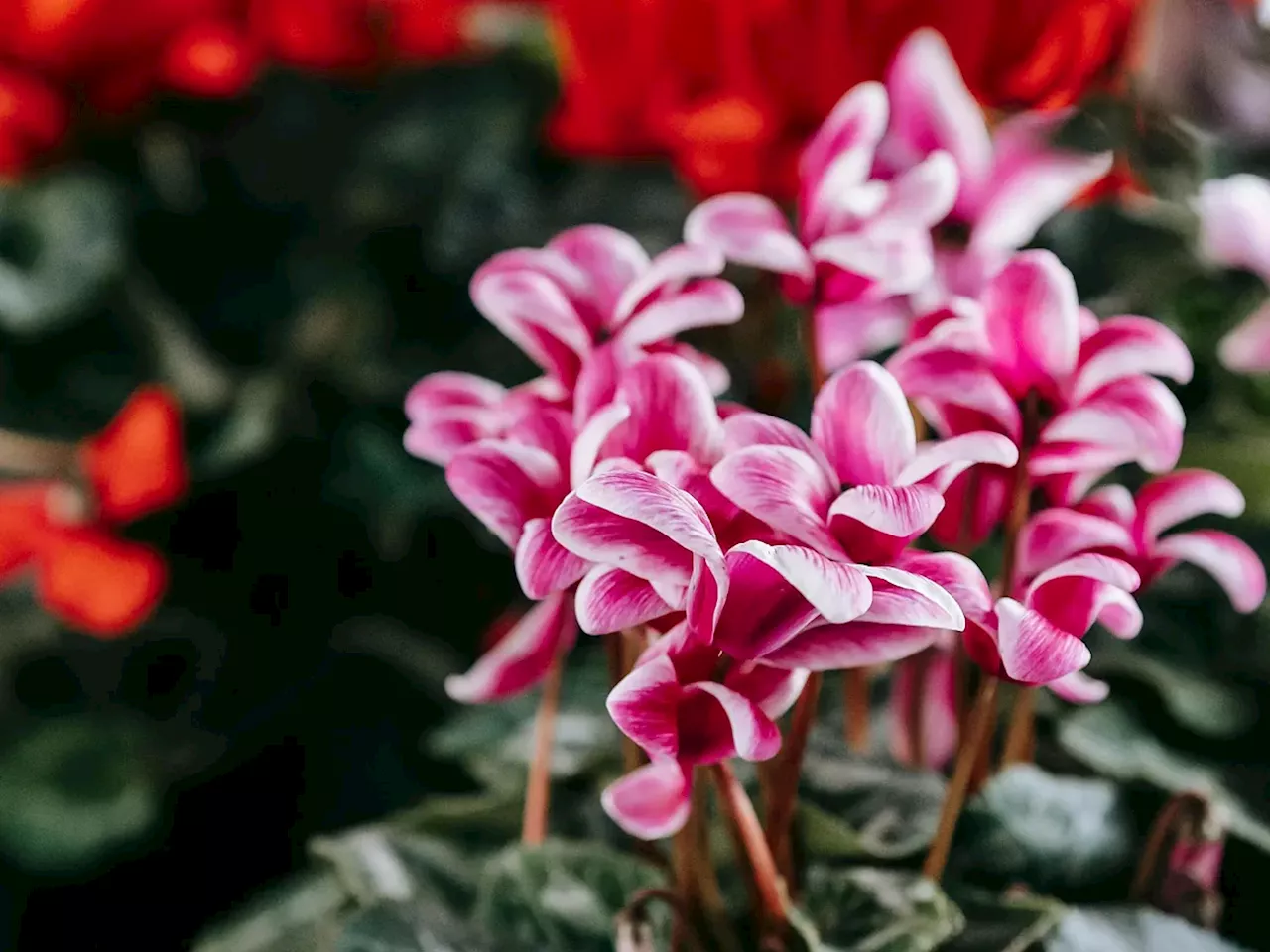 9 plantas de exterior para tu jardín que aguantarán el frío del invierno