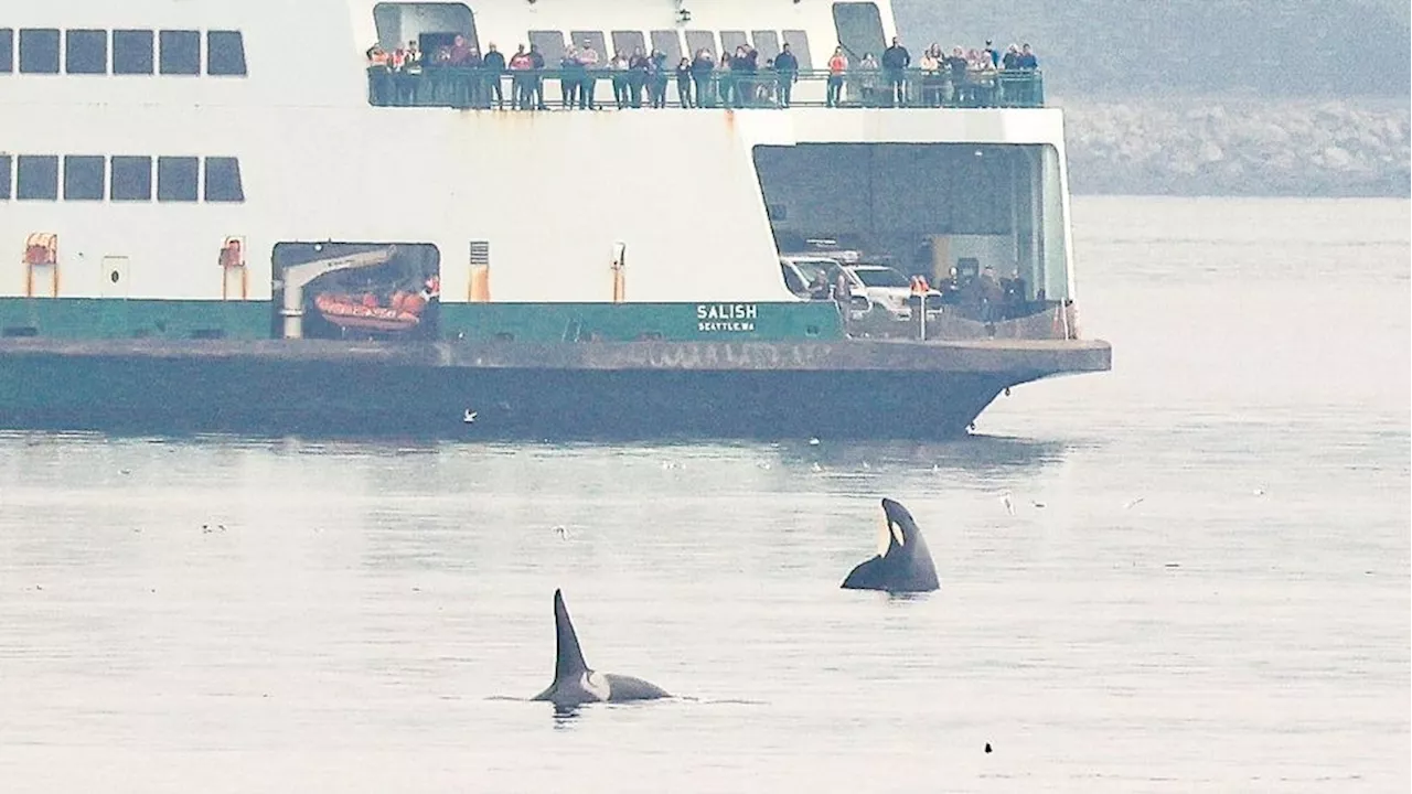 Boaters Urged to Give Space to Endangered Orcas in Puget Sound