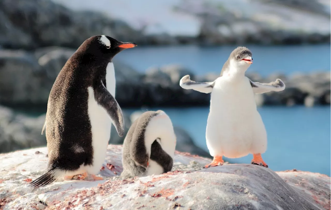 Diversité de la Faune: Manchots Papous, Renne, Highland et Cervidés