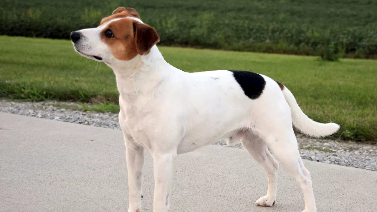 Meet the Danish-Swedish farmdog, the newest breed in the American Kennel Club's lineup