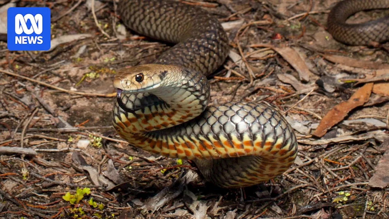 Snake Bites Surge in Children Across NSW