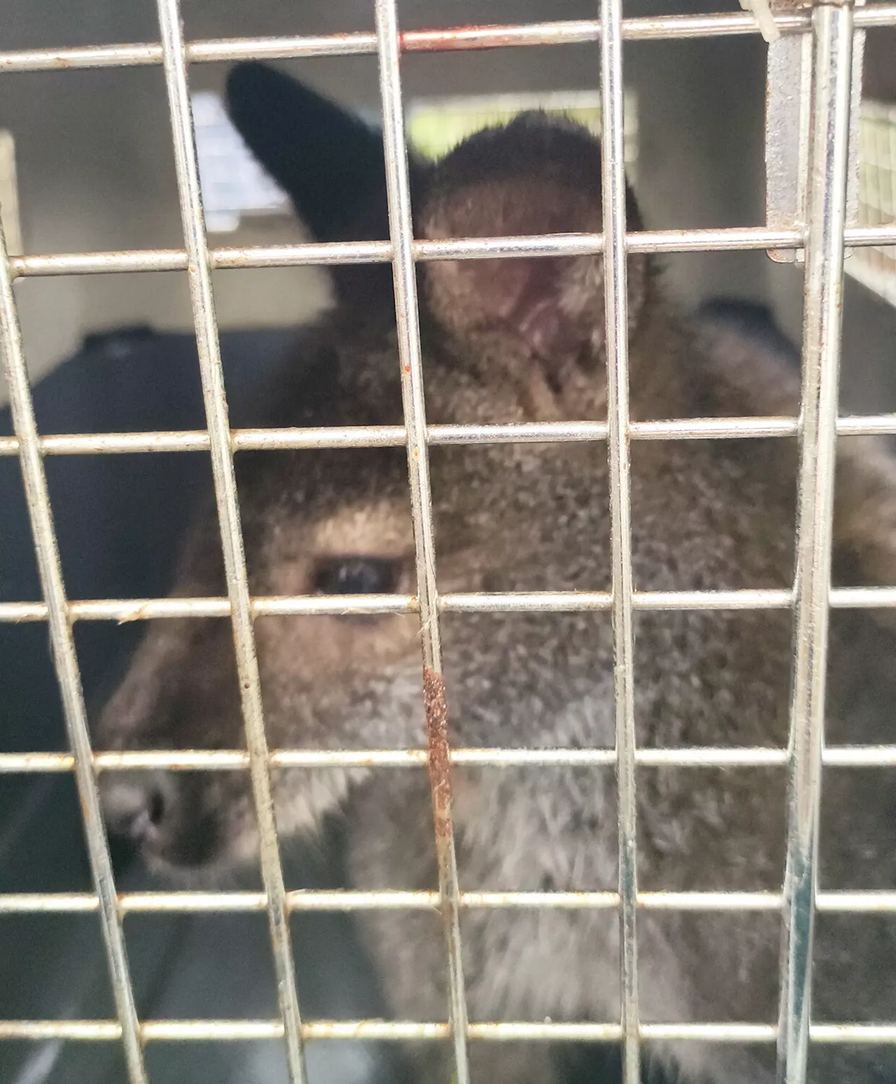 Langon : la fin de cinq mois de cavale pour le wallaby