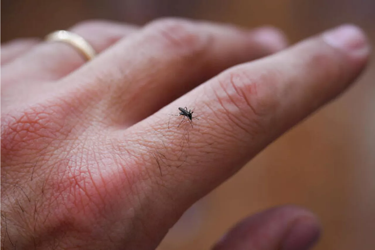 Zanzare Sterili contro la Dengue in Uruguay