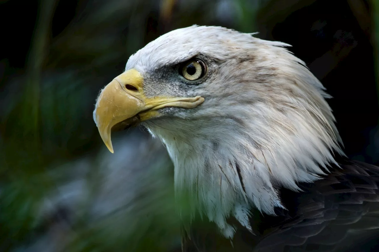 Reward Offered for Information on Fatal Shooting of Bald Eagle in Alabama