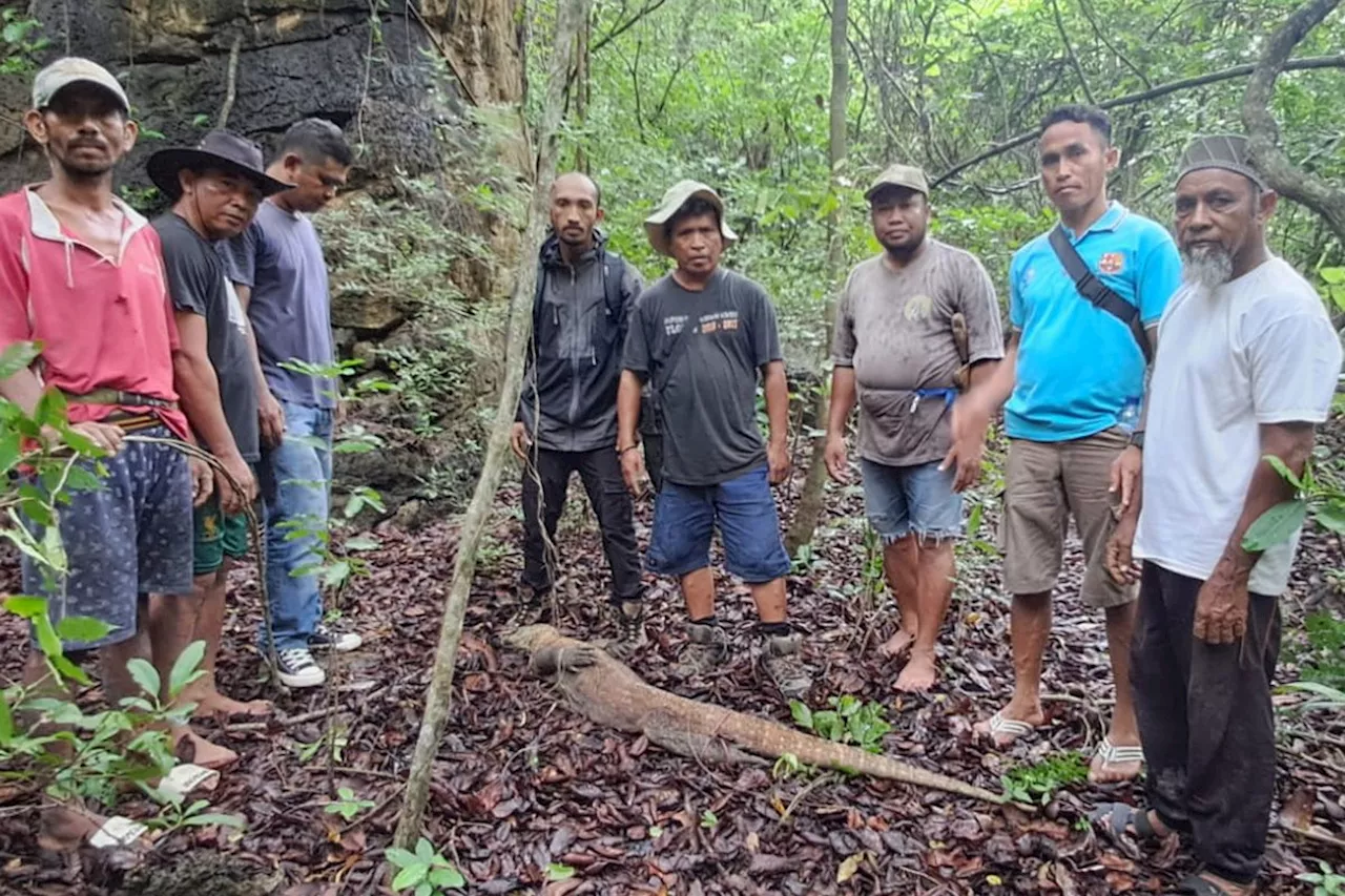 BBKSDA NTT lepasliarkan seekor Komodo di Manggarai Timur