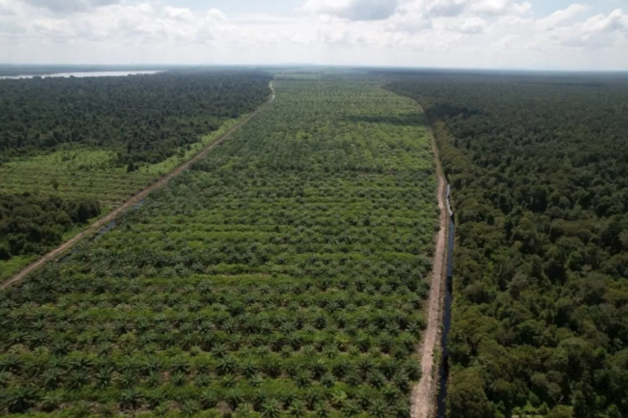 Konversi Hutan dan Gambut Jadi Perkebunan Sawit Picu Emisi Gas Rumah Kaca