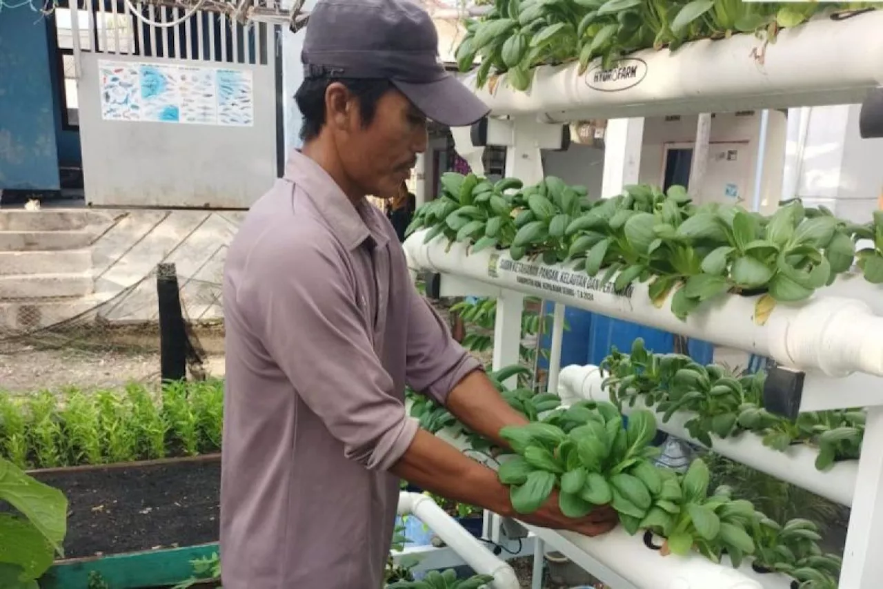 Masyarakat Kepulauan Seribu Dukung Ketahanan Pangan Melalui Urban Farming