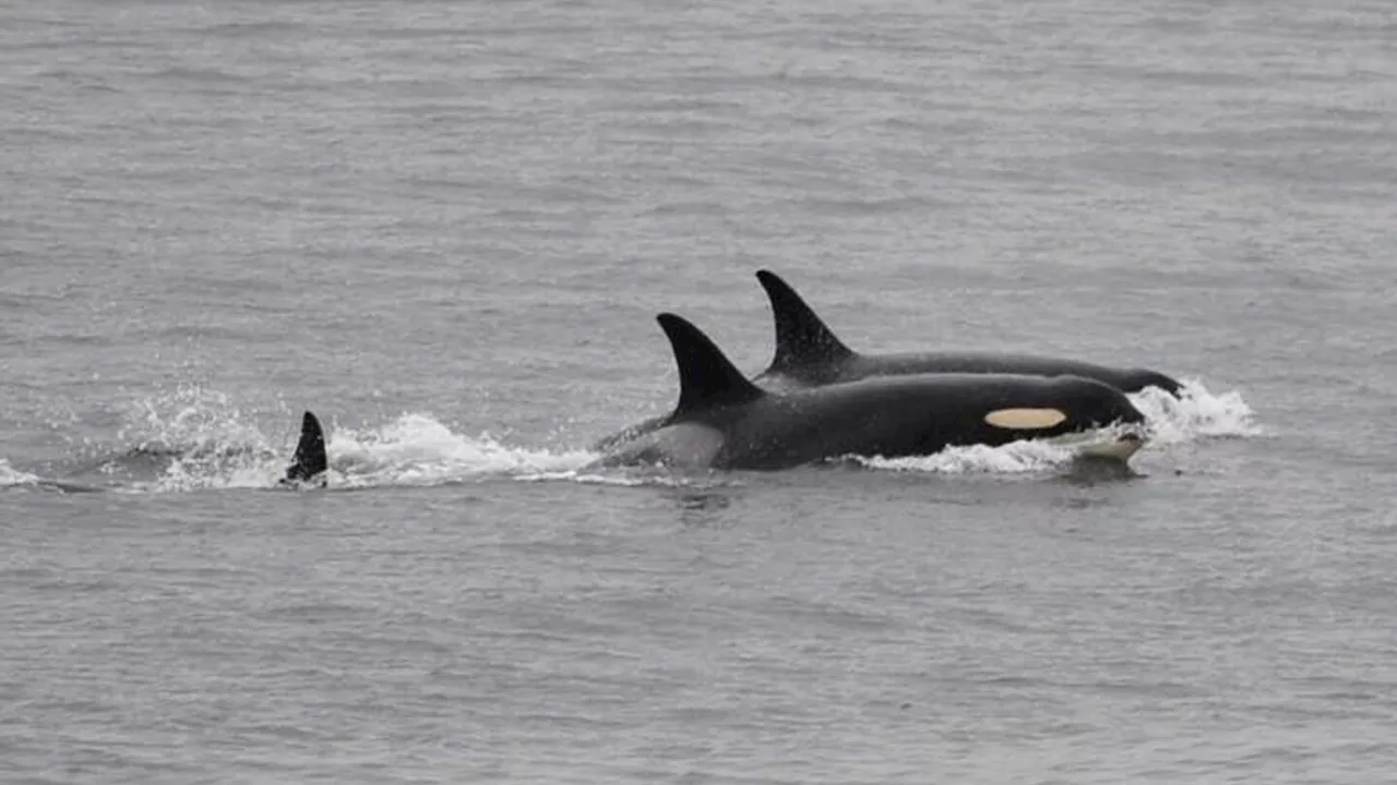 Grieving Orca Tahlequah Carries Body of Dead Calf