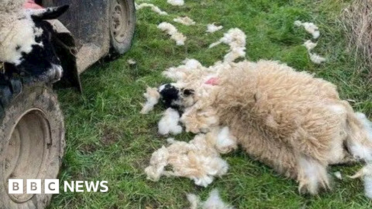 Appeal after three sheep killed in Corby 'dog attack'